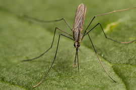 Anopheles plumbeus Foto: Anders Lindström/SVA