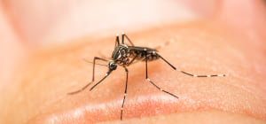 © A. Lindström /Femella d’Aedes aegypti